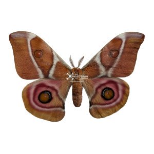ANTHERINA SURAKA